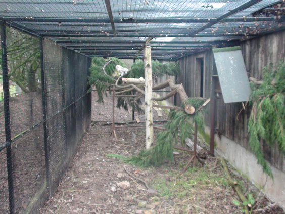 tree-in-owl-enclosure