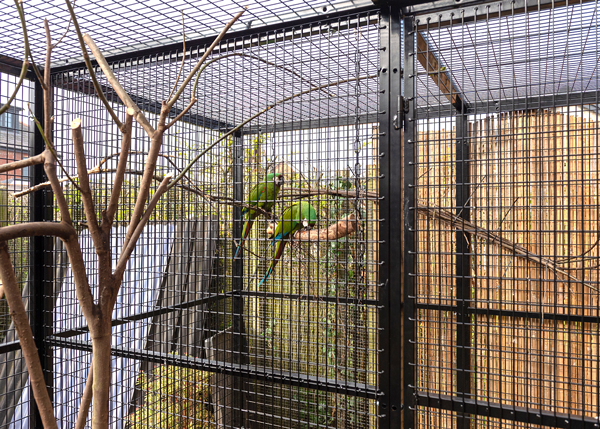 severe-macaw-aviary